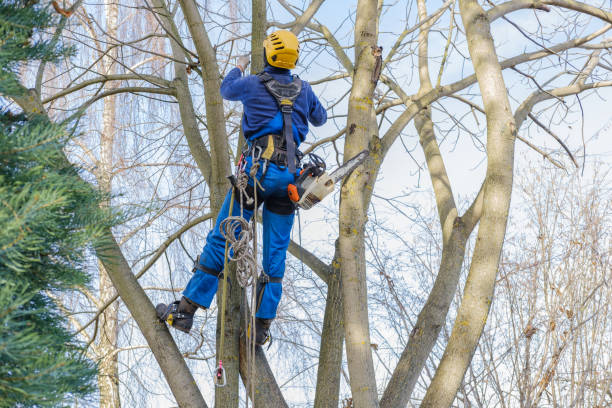 Best Arborist Consultation Services  in Otis Orchards East Farms, WA