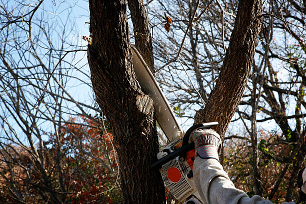 Tree and Shrub Care in Otis Orchards East Farms, WA