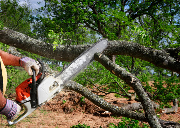 Best Tree Disease Treatment  in Otis Orchards East Farms, WA